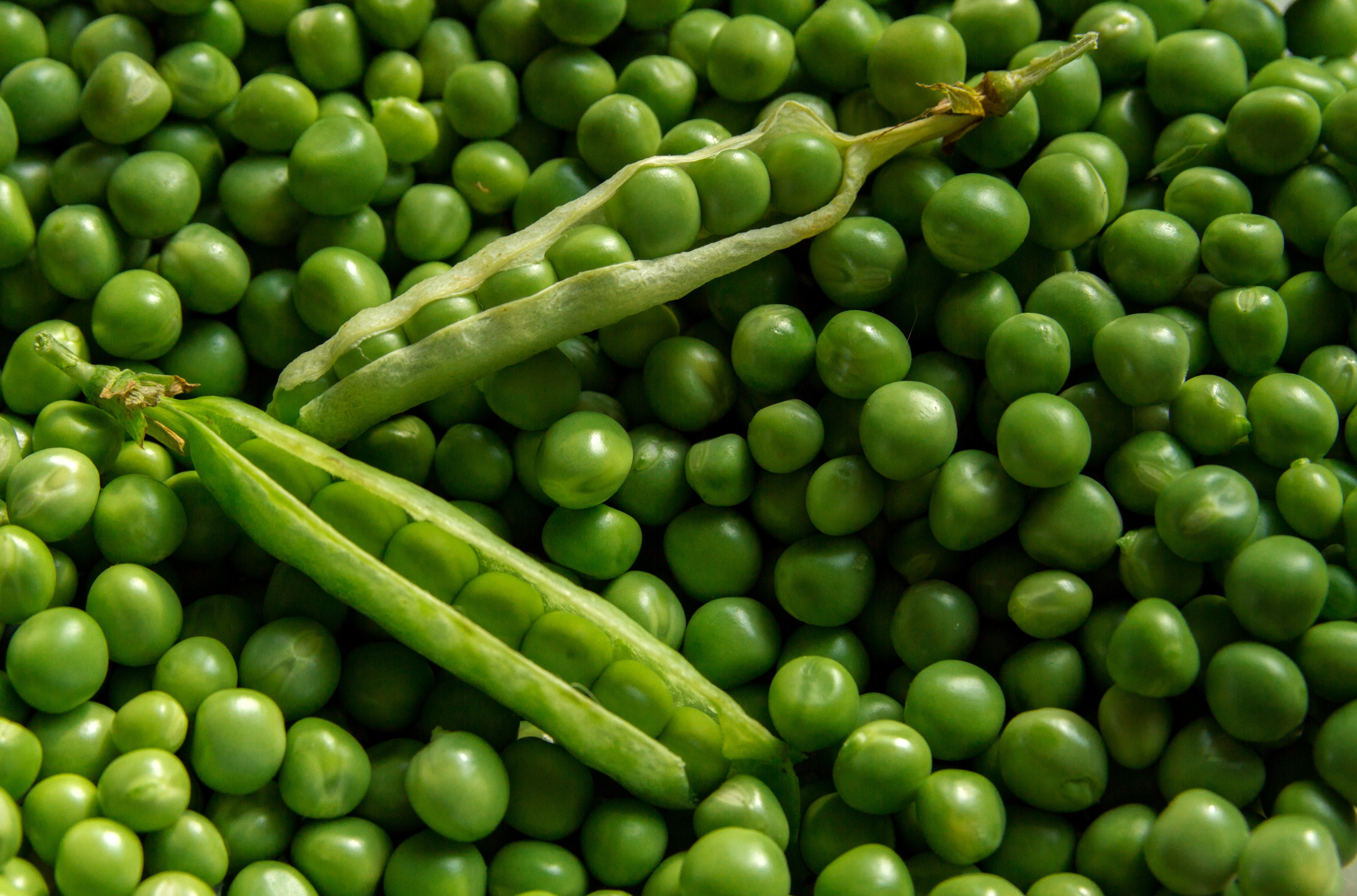 are raw peas good for dogs