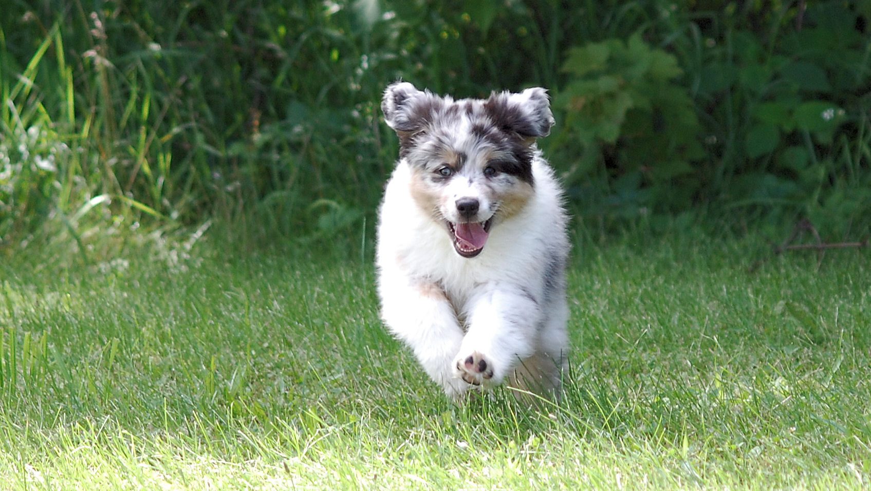 The Healthy Dog Workshop