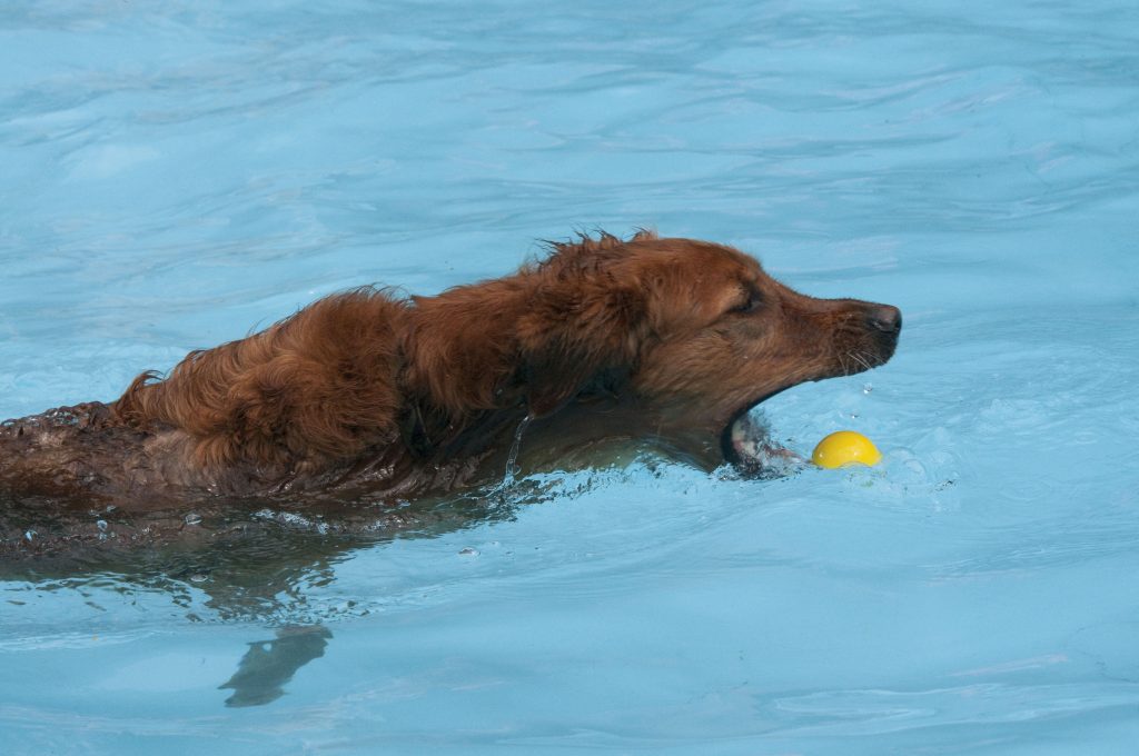 Raw Diets and Taurine Deficient Cardiomyopathy The Healthy Dog