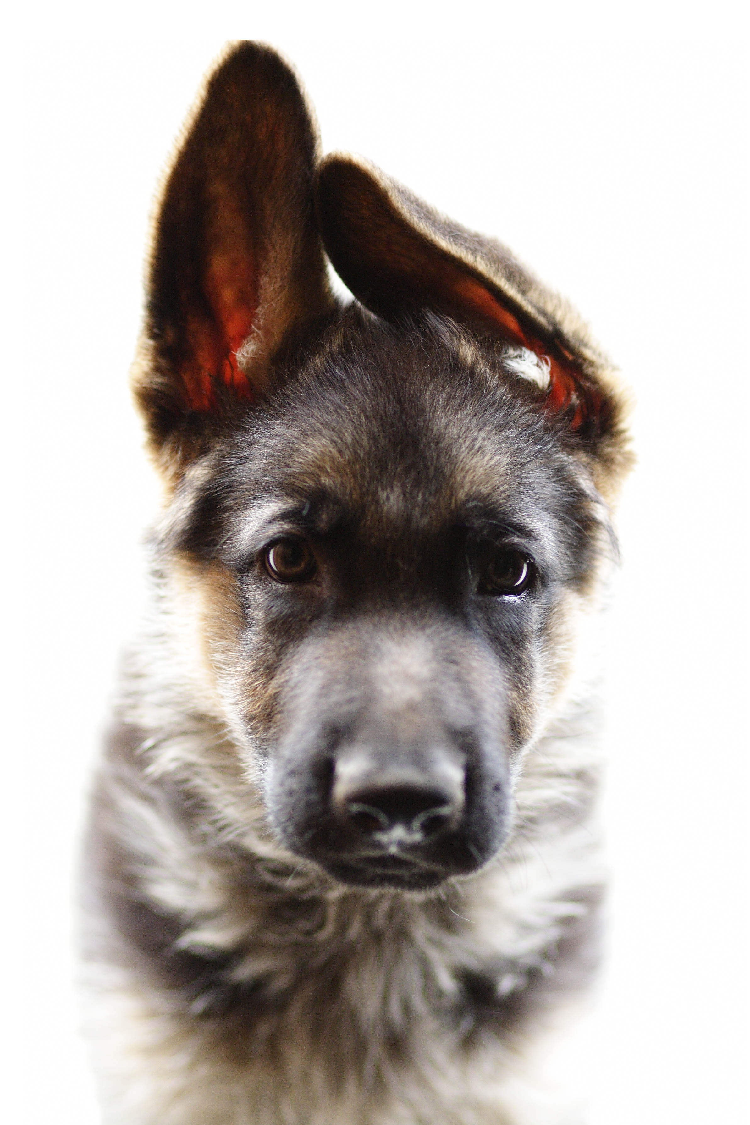 How Much Are You Spending on Your Dog’s Ears?