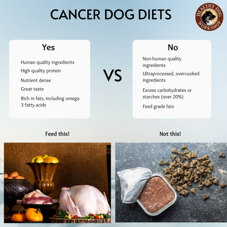 Feeding the Dog with Cancer – The Healthy Dog Workshop
