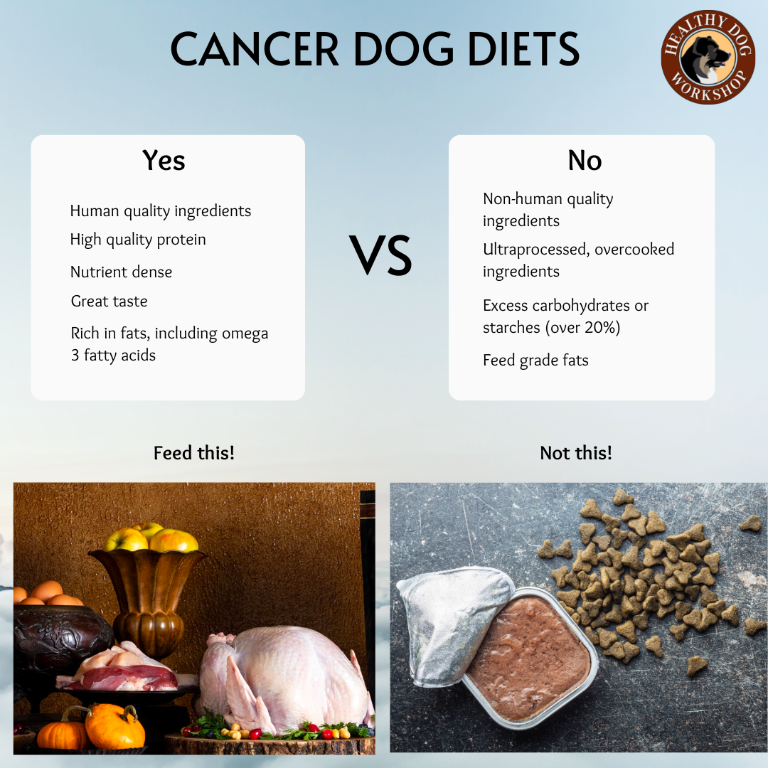 Feeding The Dog With Cancer The Healthy Dog Workshop